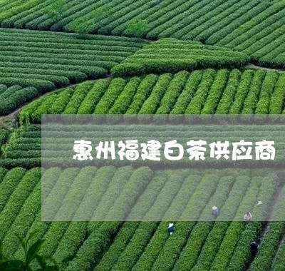 惠州福建白茶供应商/2023120552604