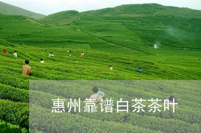 惠州靠谱白茶茶叶/2023062016168