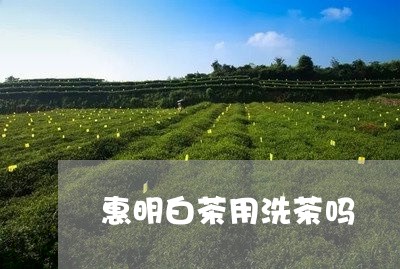 惠明白茶用洗茶吗/2023093047270