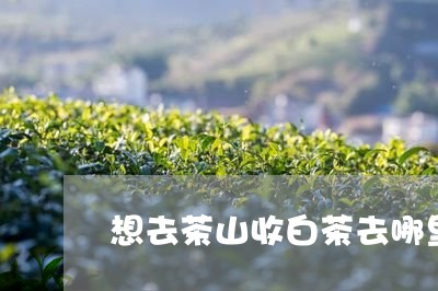 想去茶山收白茶去哪里/2023093030673