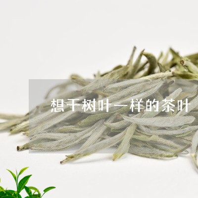 想干树叶一样的茶叶/2023041805149