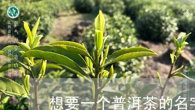 想要一个普洱茶的名字/2023072259504