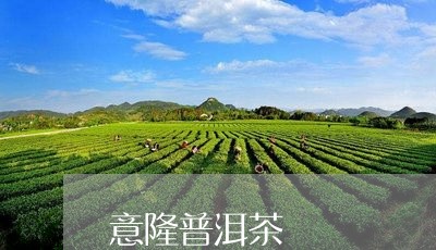 意隆普洱茶/2023110992504