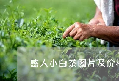 感人小白茶图片及价格/2023093098824