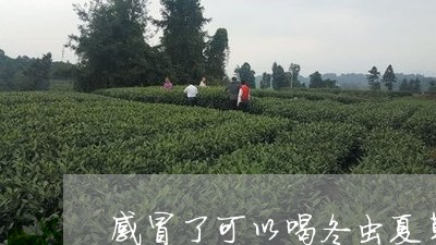 感冒了可以喝冬虫夏草泡茶吗/2023052655248