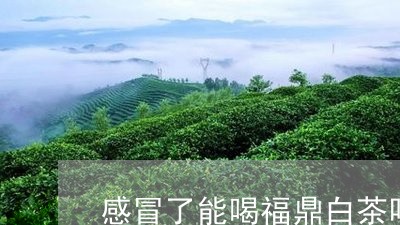 感冒了能喝福鼎白茶吗/2023120707149