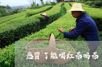 感冒了能喝红茶吗茶/2023042166279