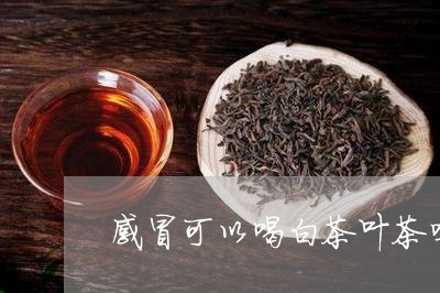 感冒可以喝白茶叶茶吗/2023093083046