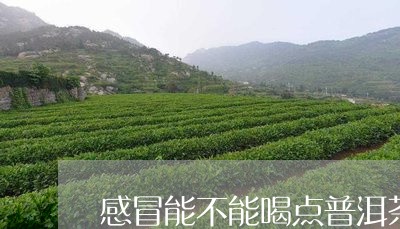 感冒能不能喝点普洱茶/2023063075259