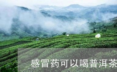 感冒药可以喝普洱茶么/2023092795958