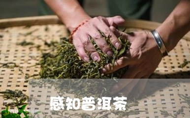 感知普洱茶/2023090586260