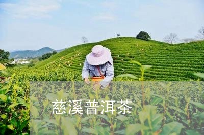 慈溪普洱茶/2023090535949