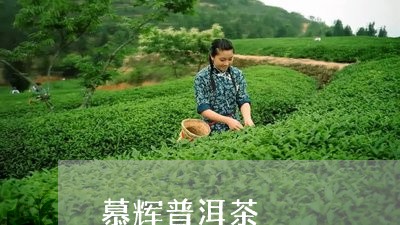 慕辉普洱茶/2023102560503