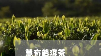 慧有普洱茶/2023090688473