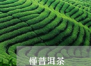 懂普洱茶/2023121807250