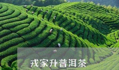 戎家升普洱茶/2023042510050