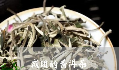 成团的普洱茶/2023042758645