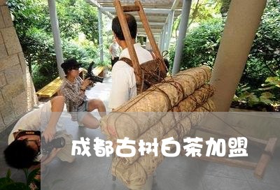 成都古树白茶加盟/2023062071626