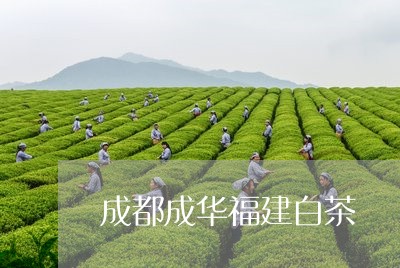 成都成华福建白茶/2023090506482