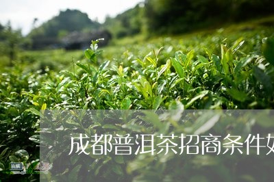 成都普洱茶招商条件如何/2023121661603