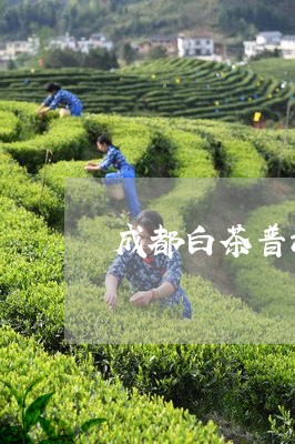 成都白茶普洱茶专卖店/2023073186169