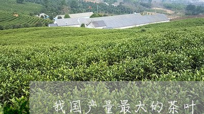 我国产量最大的茶叶/2023041824139