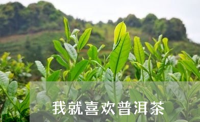 我就喜欢普洱茶/2023101680715