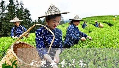 我想买普洱茶/2023042912559