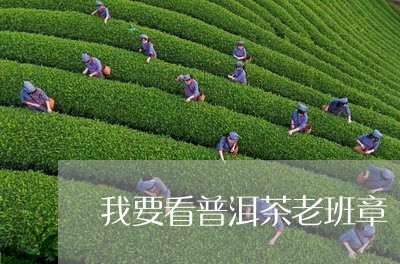 我要看普洱茶老班章/2023071141614