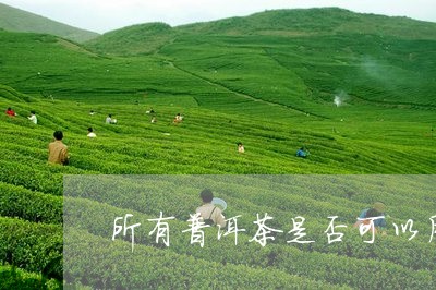 所有普洱茶是否可以用蒸茶壶泡/2023110312948