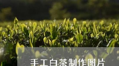 手工白茶制作图片/2023062093837