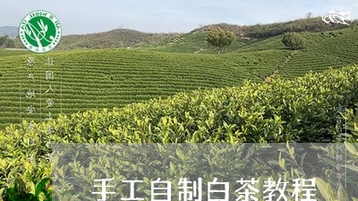 手工自制白茶教程/2023061994028