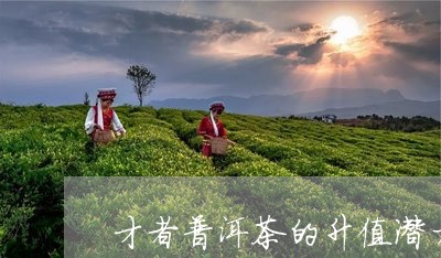 才者普洱茶的升值潜力/2023093041816