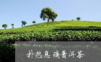 扑热息痛普洱茶/2023081830404