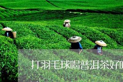 打羽毛球喝普洱茶好吗/2023092704027