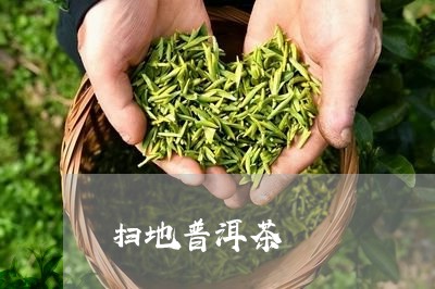 扫地普洱茶/2023090643805