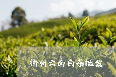 扬州云南白茶批发/2023062092817