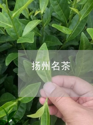 扬州名茶/2023090143795