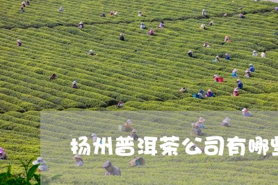 扬州普洱茶公司有哪些茶叶/2023082930684