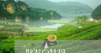 批发白牡丹/2023082764147