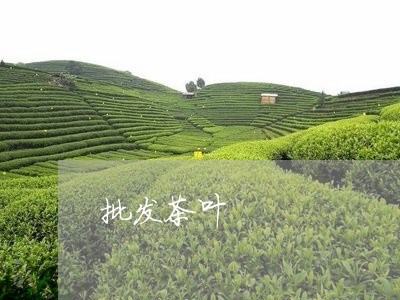 批发茶叶/2023090196370