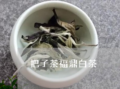 把子茶福鼎白茶/2023062895250