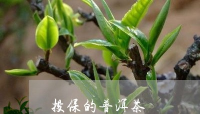 投保的普洱茶/2023091292896