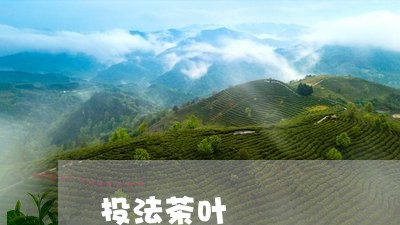 投法茶叶/2023090131694