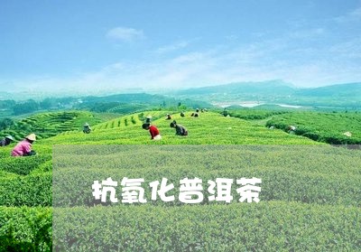 抗氧化普洱茶/2023042755251