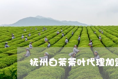 抚州白茶茶叶代理加盟/2023100117371