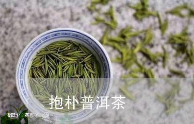 抱朴普洱茶/2023090518493