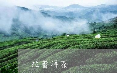 拉普洱茶/2023121879805