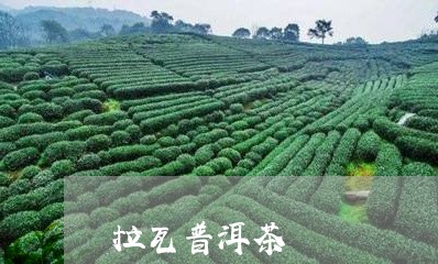 拉瓦普洱茶/2023102502026