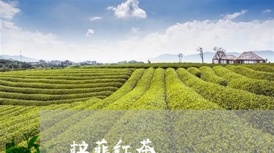 拉菲红茶/2023121905149